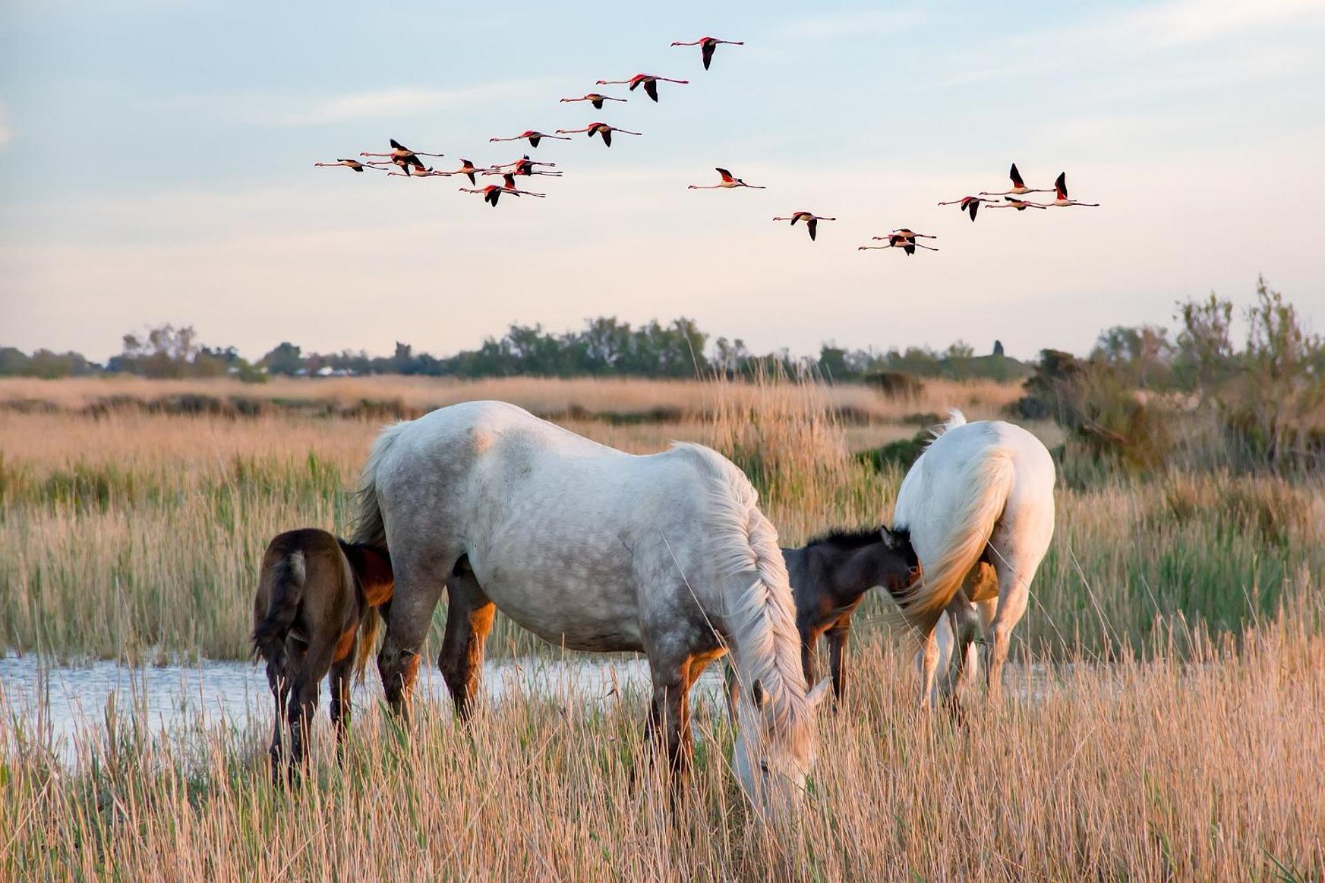Villa L'Eden De Camargue- Spa Et Nature Candillargues ภายนอก รูปภาพ